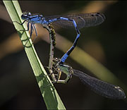 Damselfly